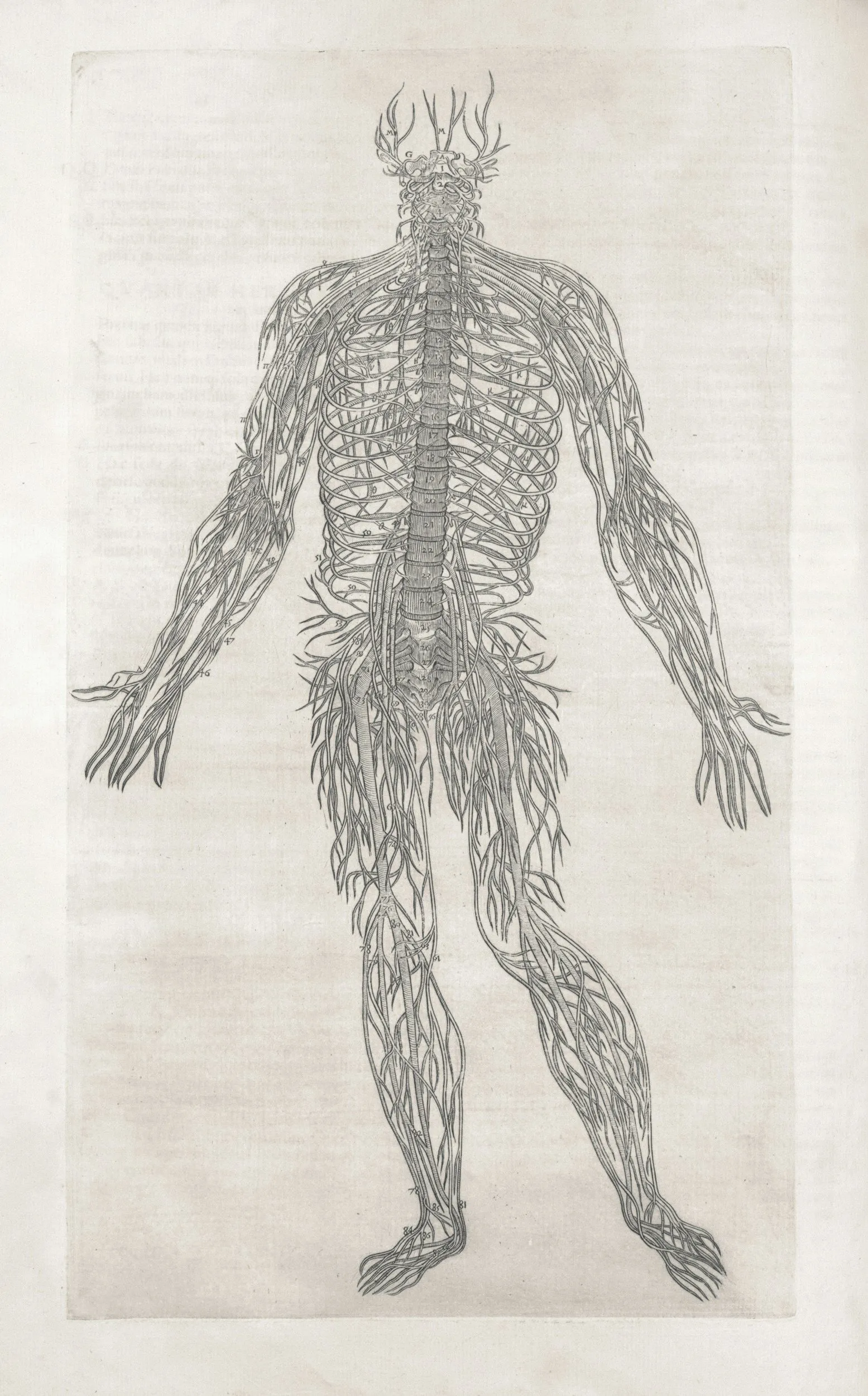 A historical anatomical engraving of the human nervous system.