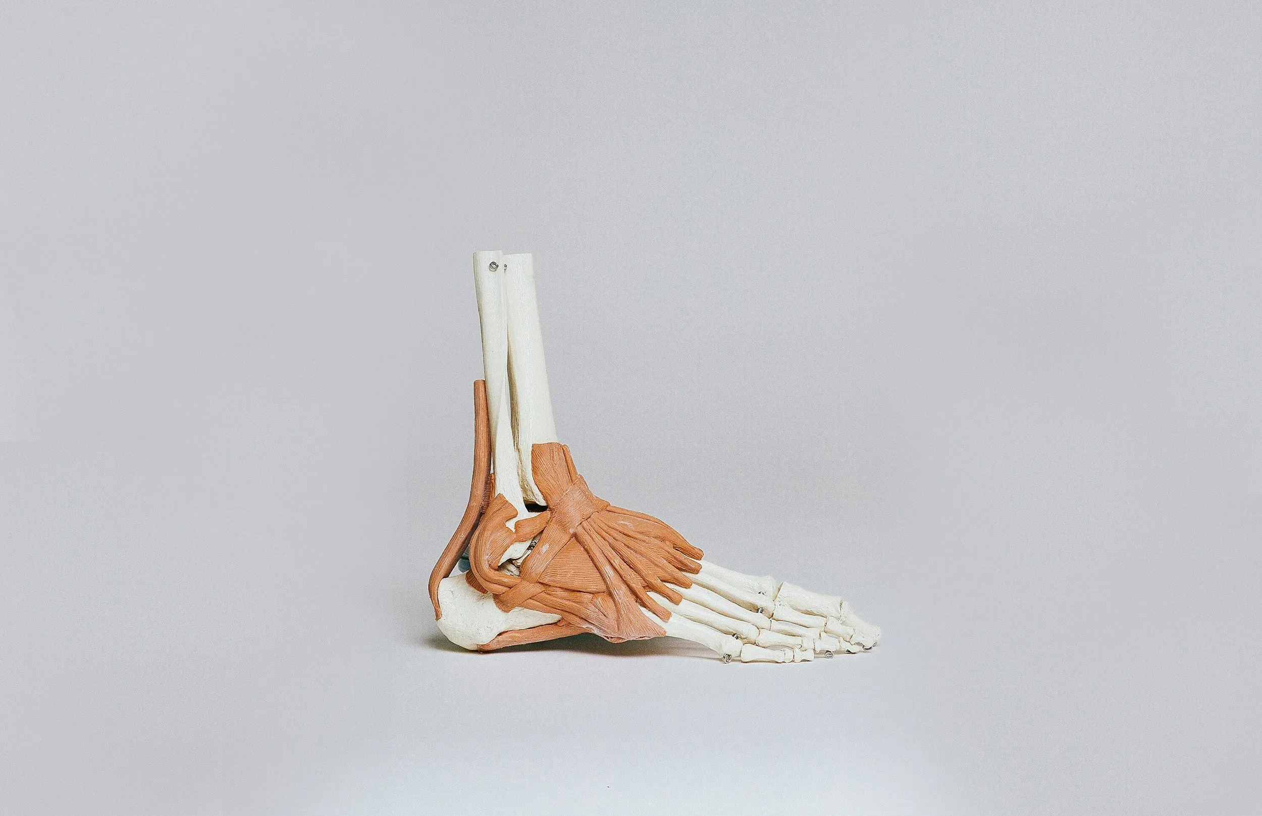 An anatomical model of the foot and ankle showing tendons and musculature.