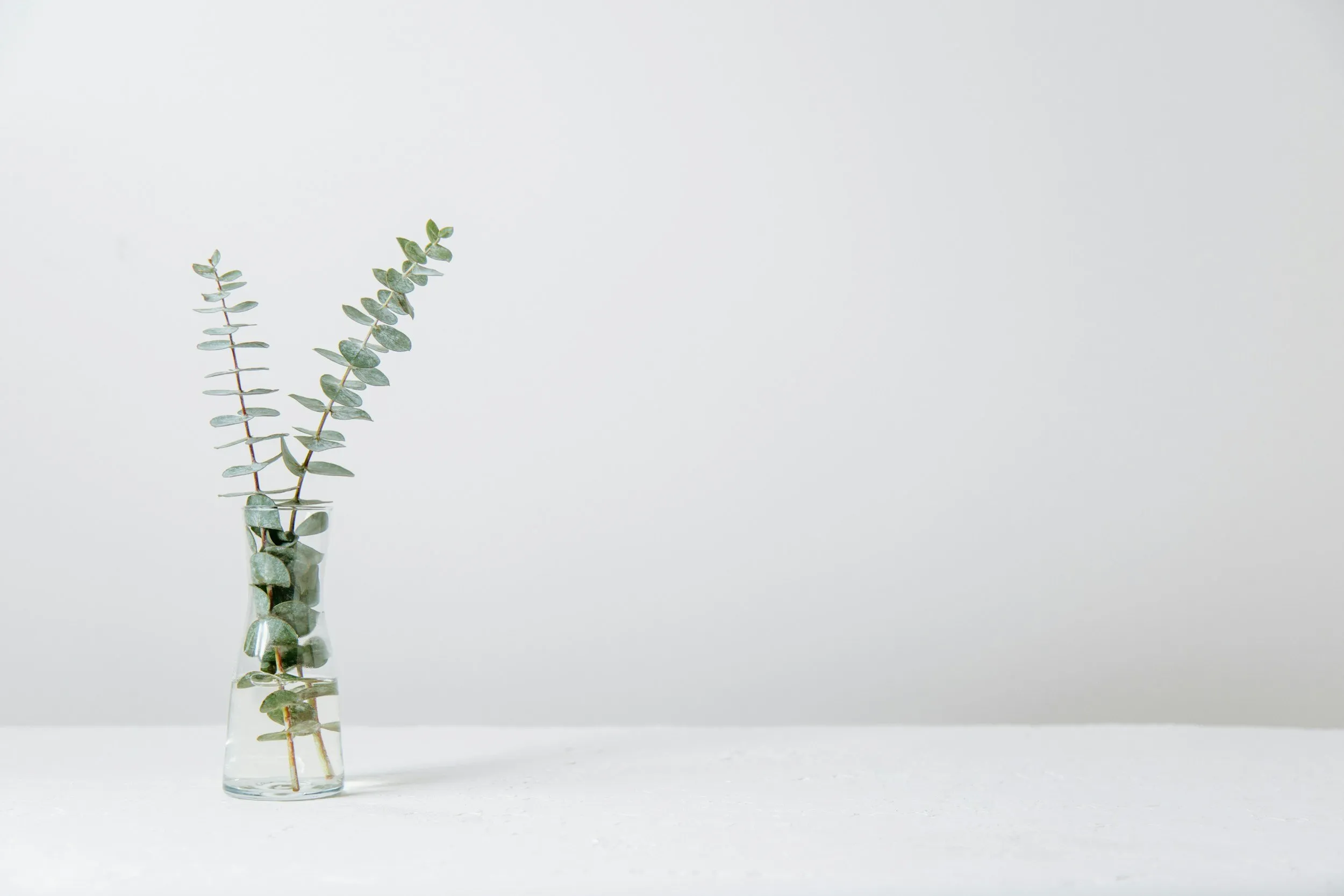 Eucalyptus sprigs in a glass vase against a pale wall.